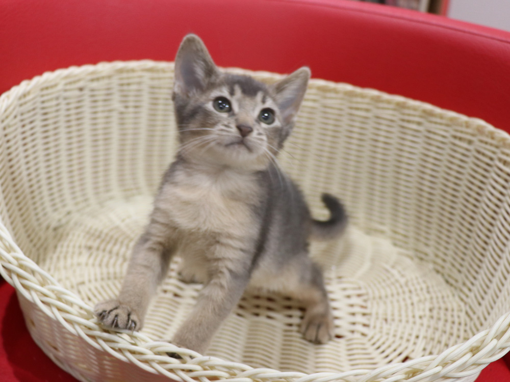 アビシニアンの子猫画像