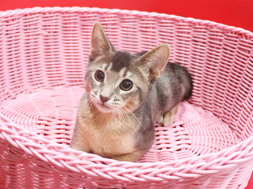 アビシニアンの子猫画像