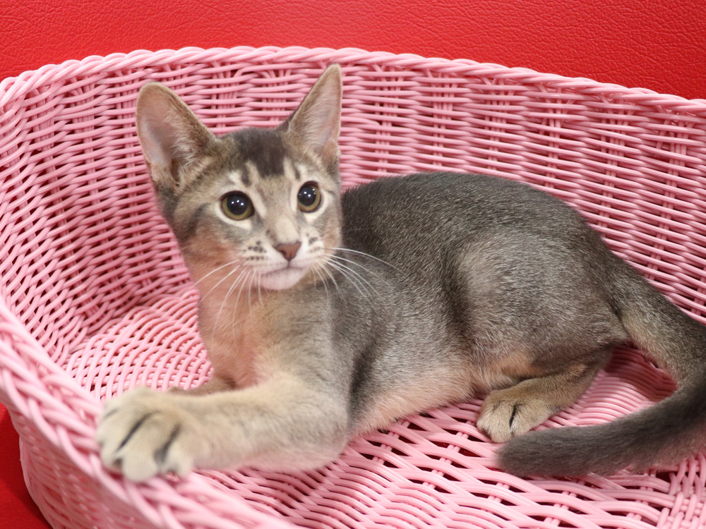 アビシニアンの子猫画像