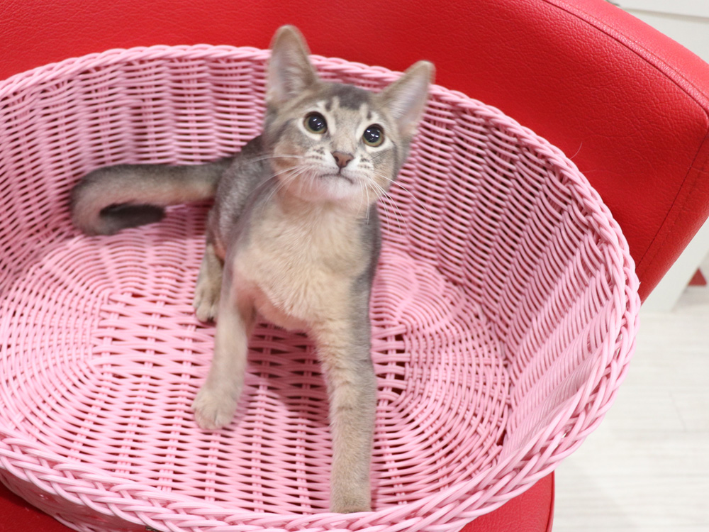 アビシニアンの子猫画像