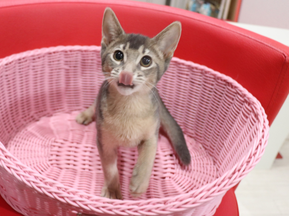 アビシニアンの子猫画像