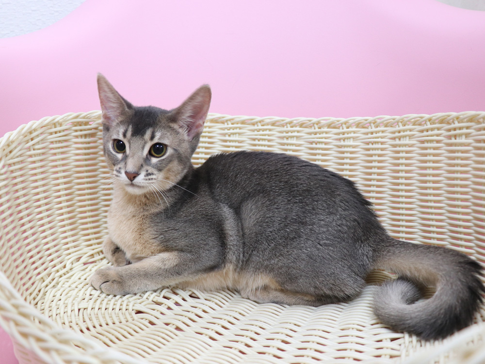 アビシニアンの子猫画像