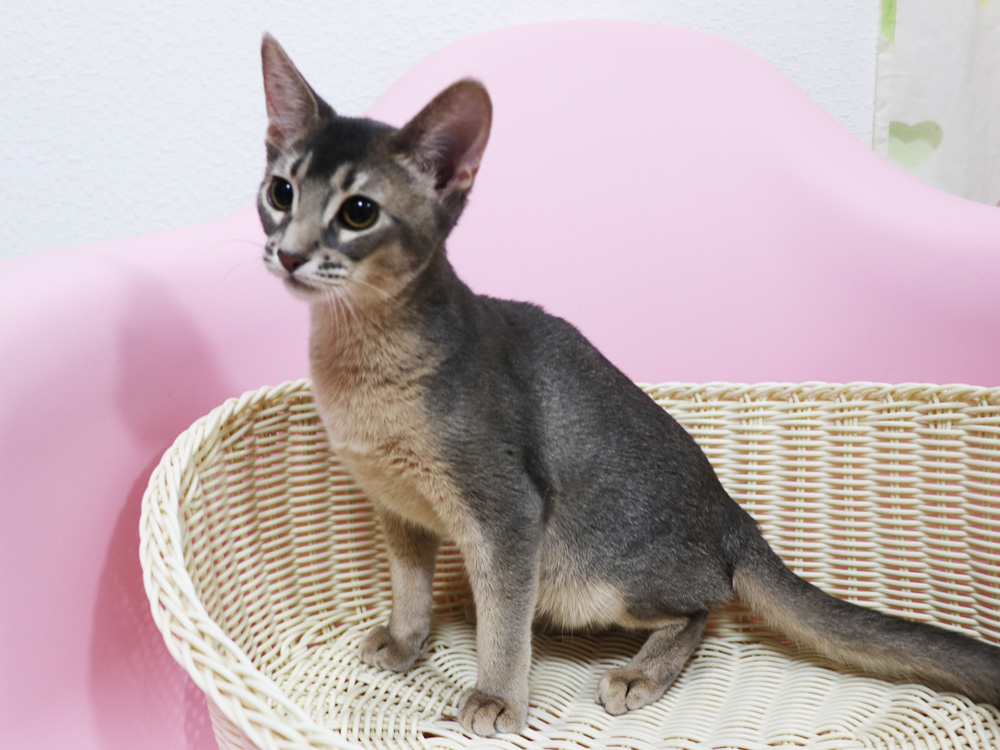 アビシニアンの子猫画像