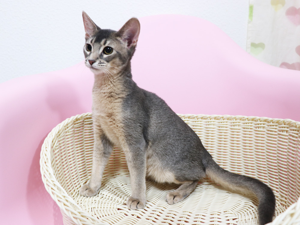 アビシニアンの子猫画像