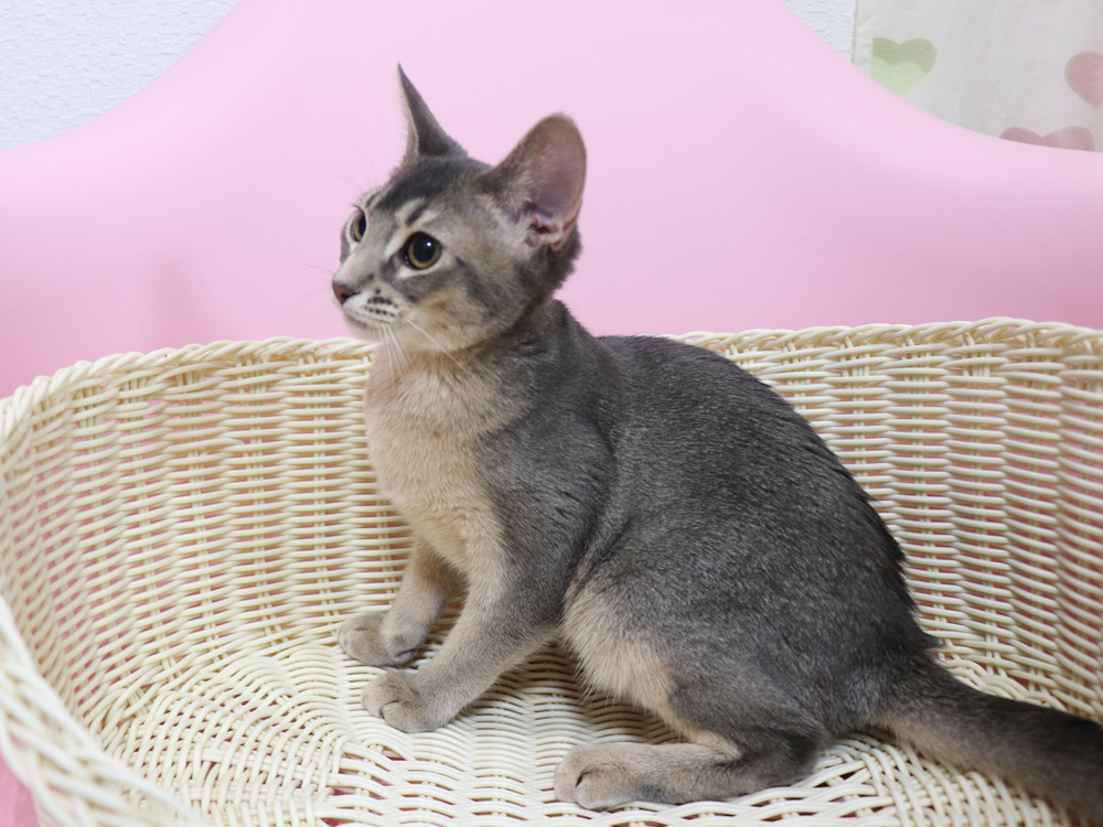 アビシニアンの子猫画像