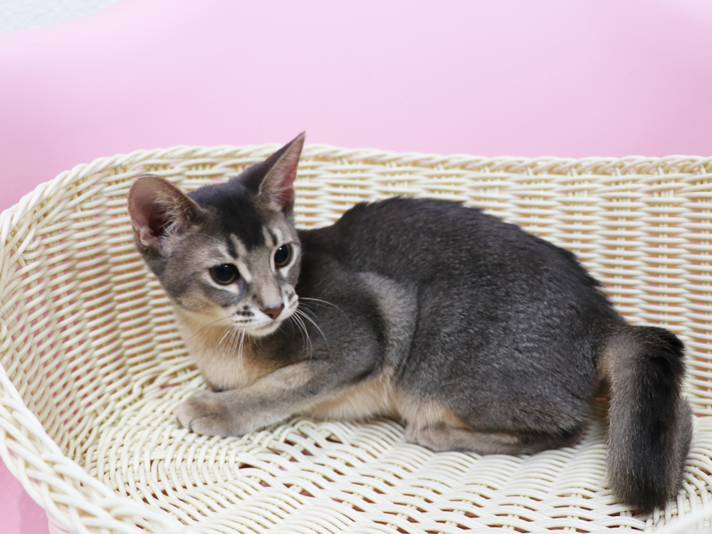 アビシニアンの子猫画像