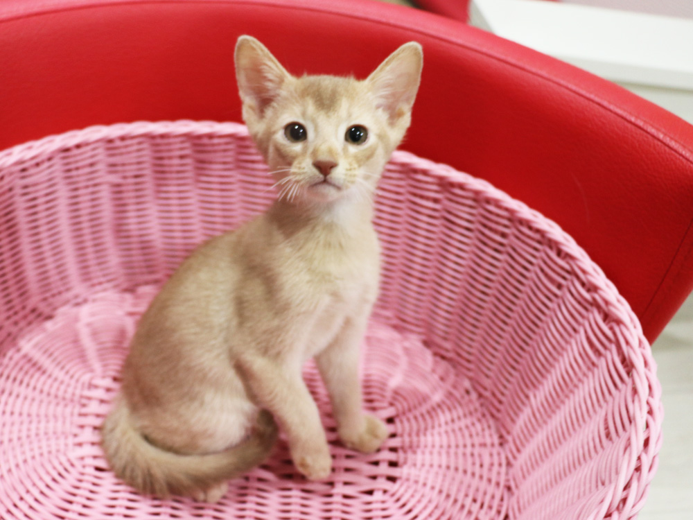 アビシニアンの子猫画像