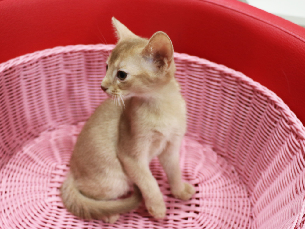 アビシニアンの子猫画像