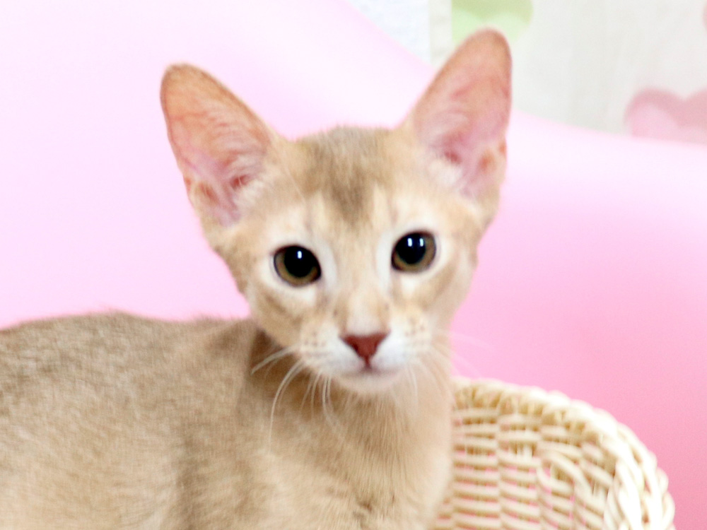 アビシニアンの子猫画像