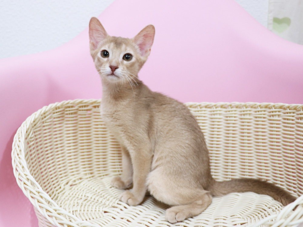 アビシニアンの子猫画像