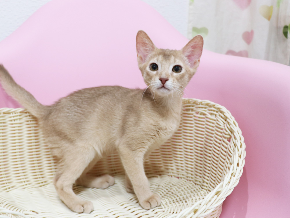 アビシニアンの子猫画像
