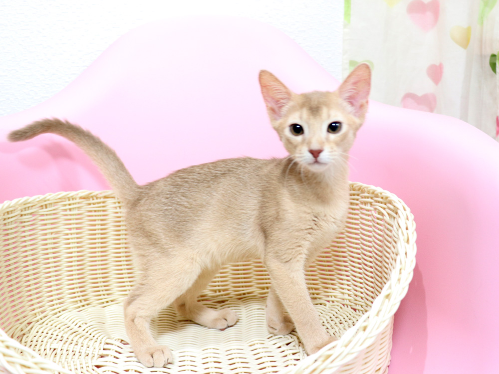 アビシニアンの子猫画像