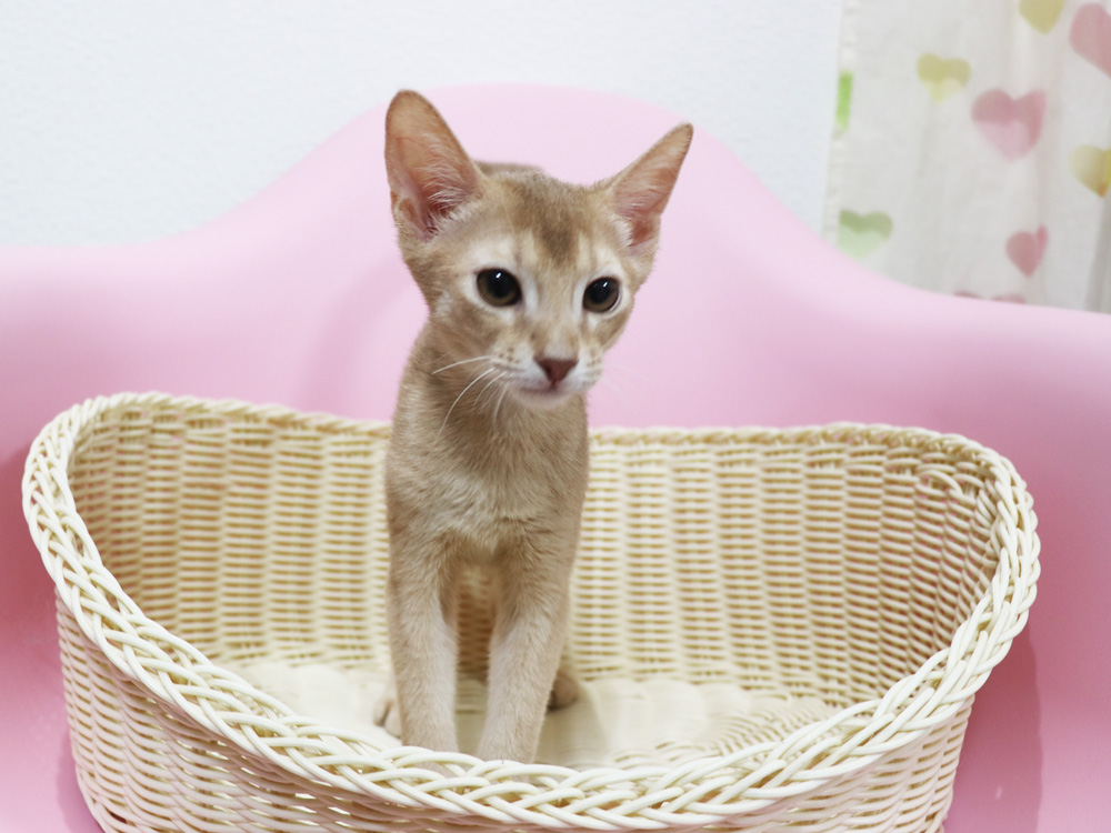 アビシニアンの子猫画像