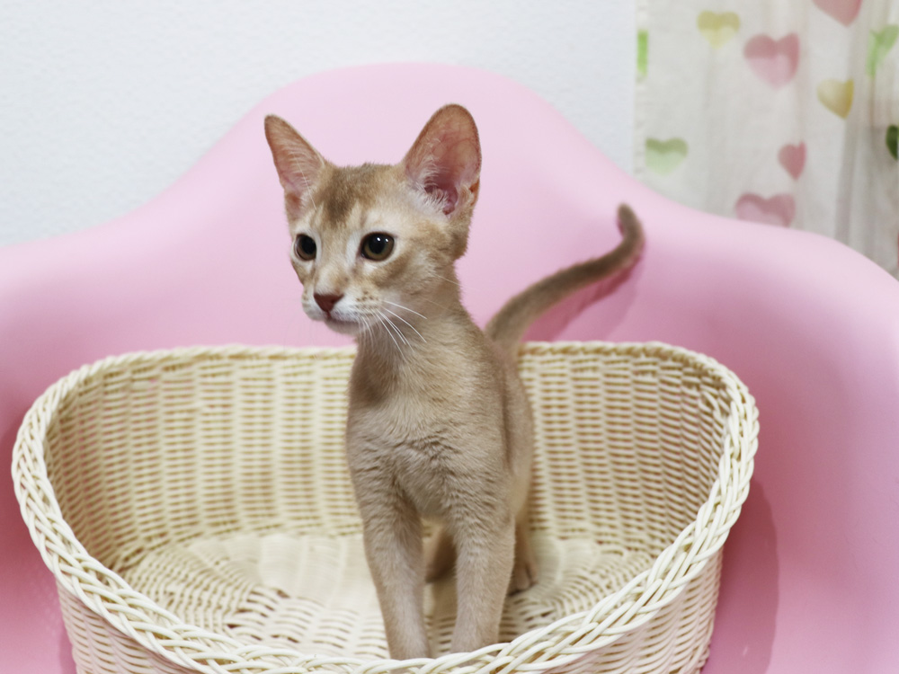 アビシニアンの子猫画像