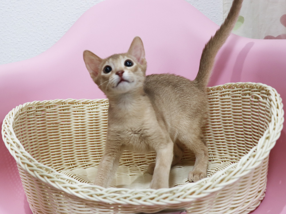 アビシニアンの子猫画像