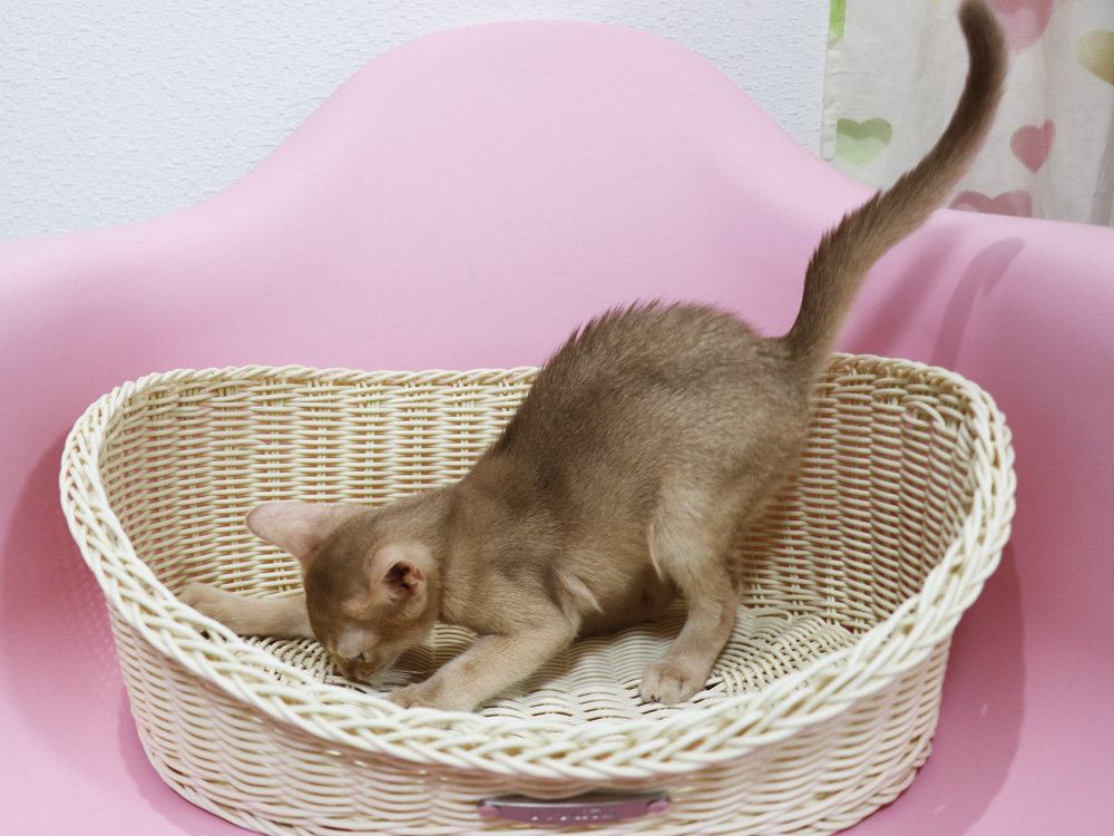 アビシニアンの子猫画像