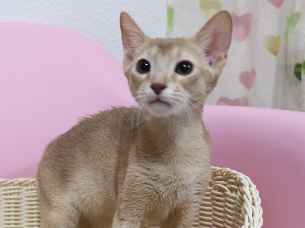 アビシニアンの子猫画像