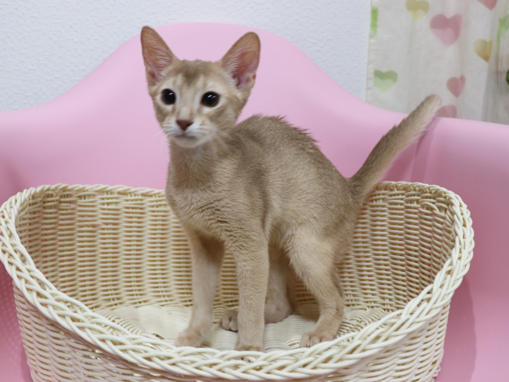 アビシニアンの子猫画像