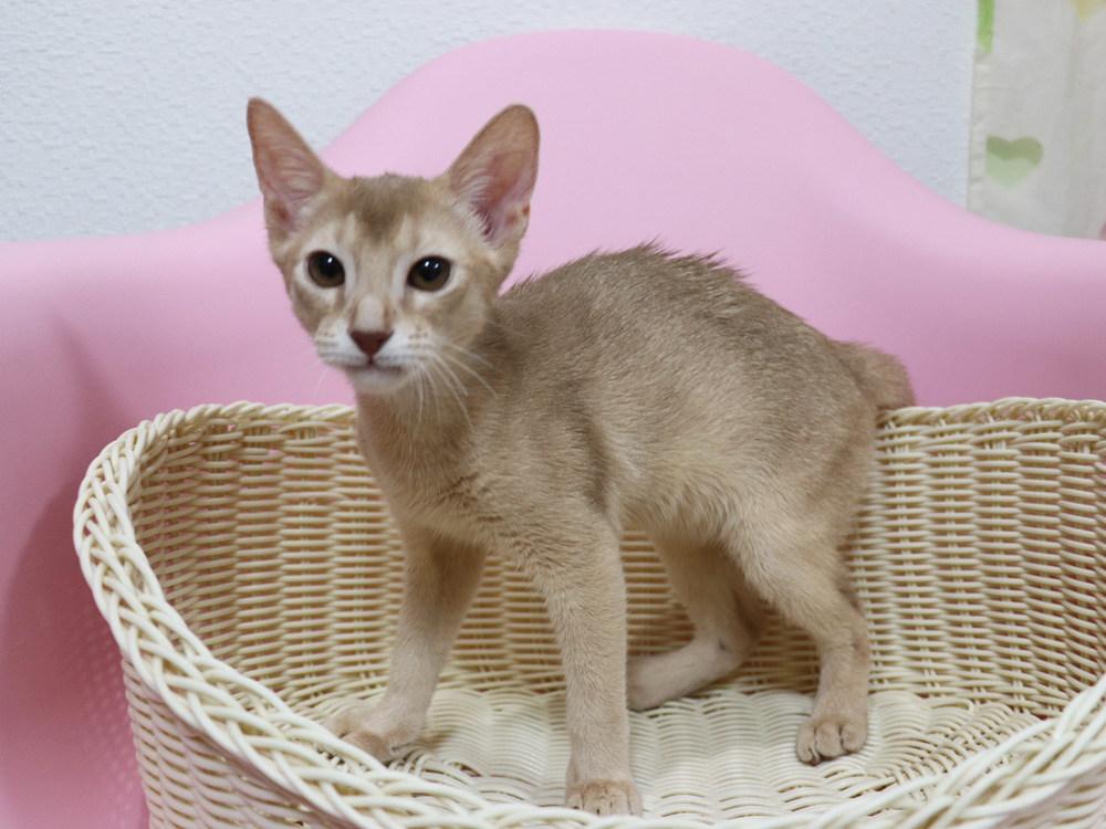 アビシニアンの子猫画像