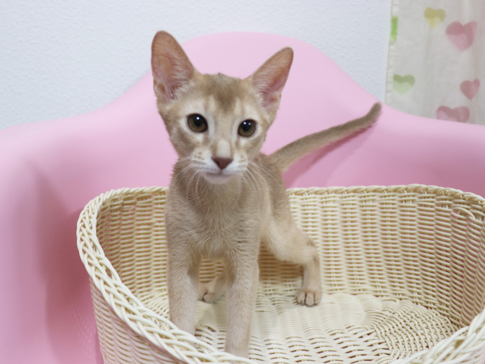 アビシニアンの子猫画像
