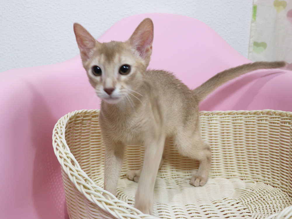 アビシニアンの子猫画像