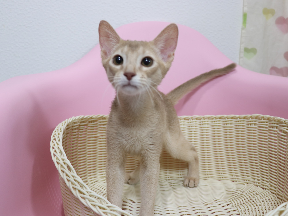 アビシニアンの子猫画像