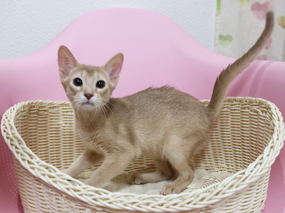 アビシニアンの子猫画像