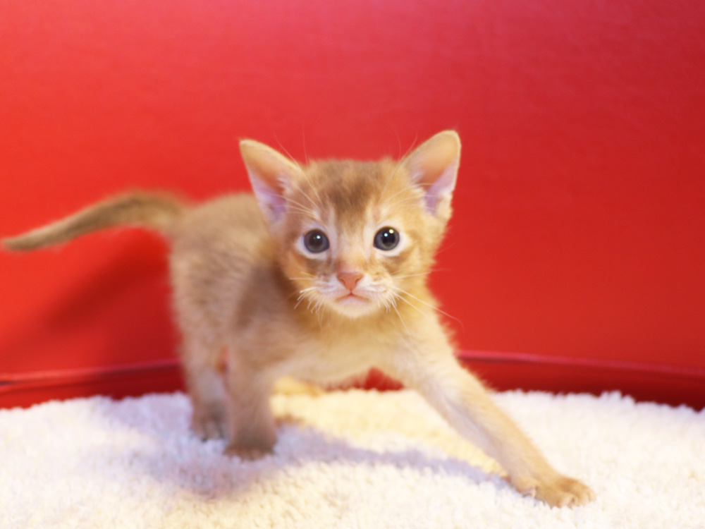 アビシニアンの子猫画像