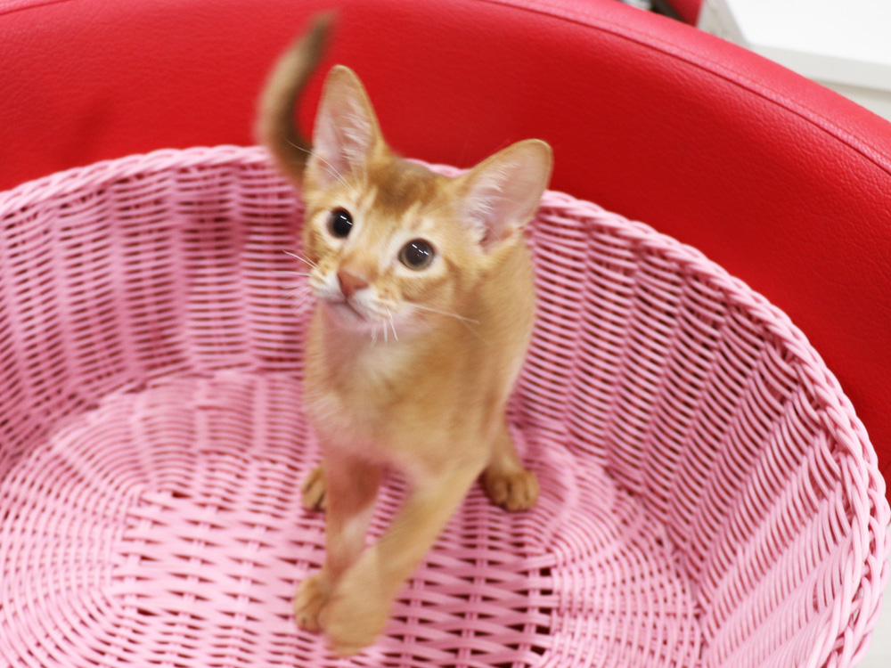 アビシニアンの子猫画像