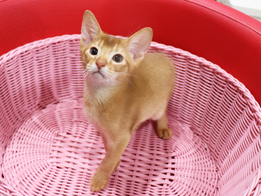 アビシニアンの子猫画像