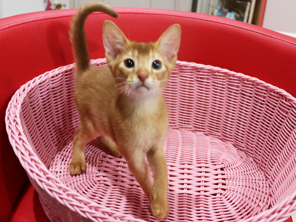 アビシニアンの子猫画像