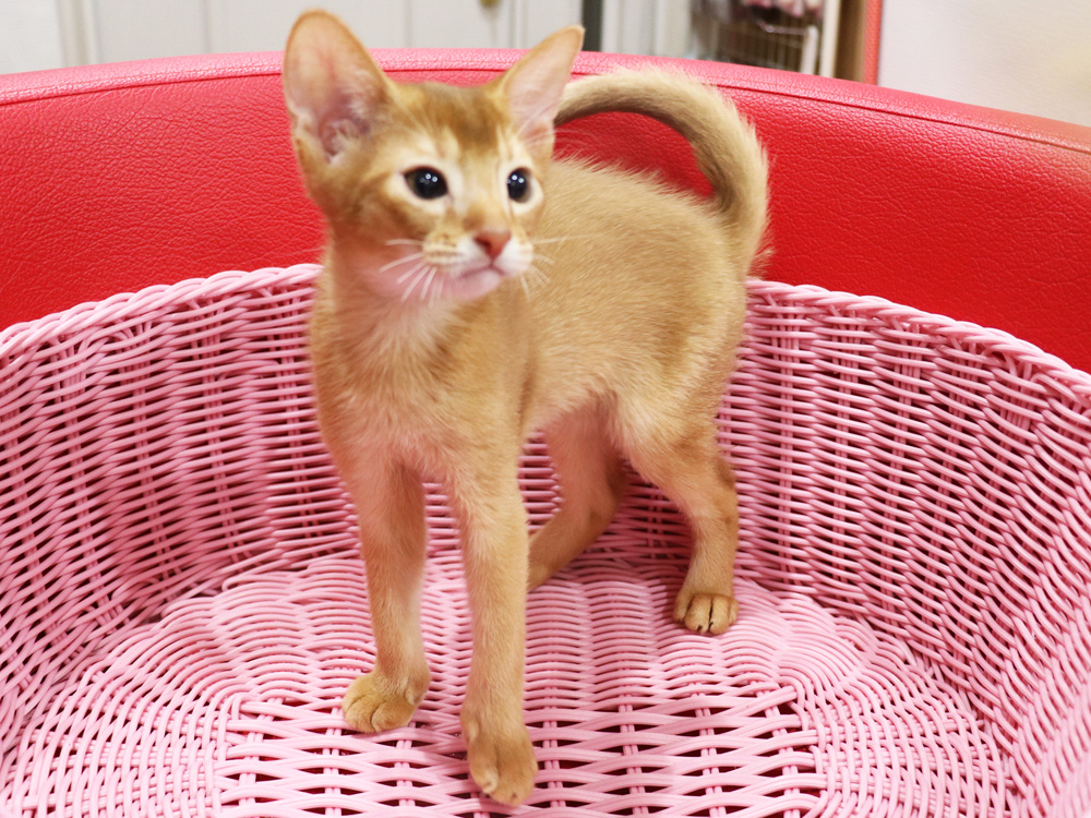 アビシニアンの子猫画像