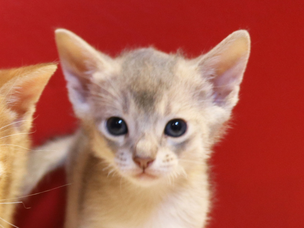 アビシニアンの子猫画像