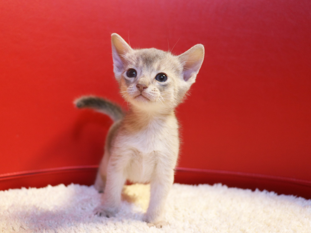 アビシニアンの子猫画像