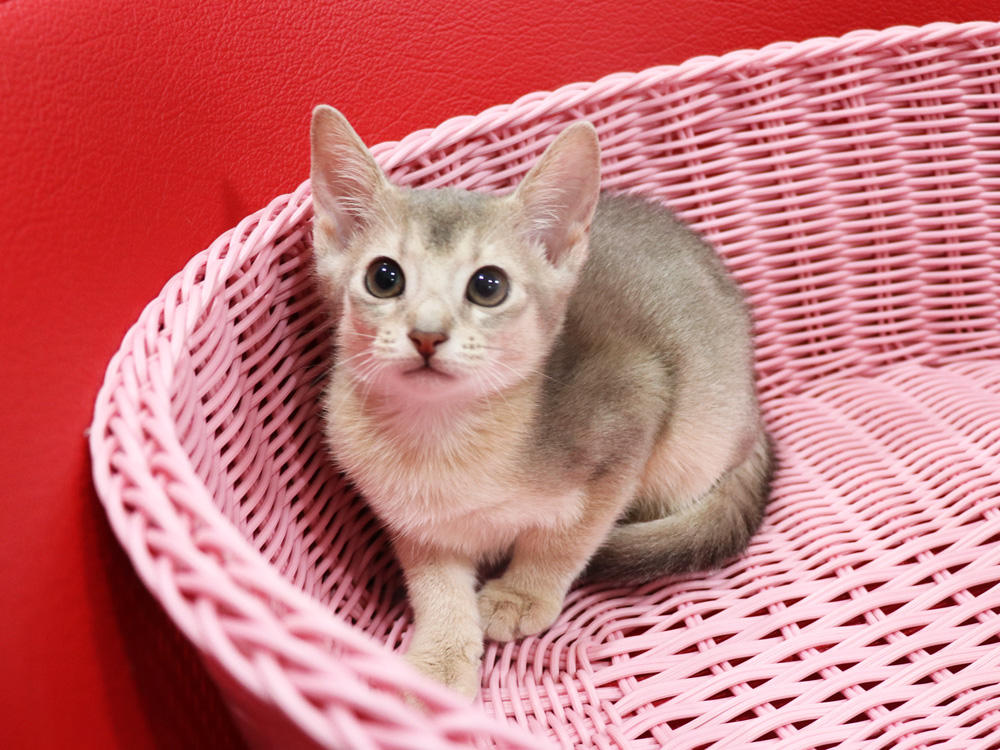 アビシニアンの子猫画像