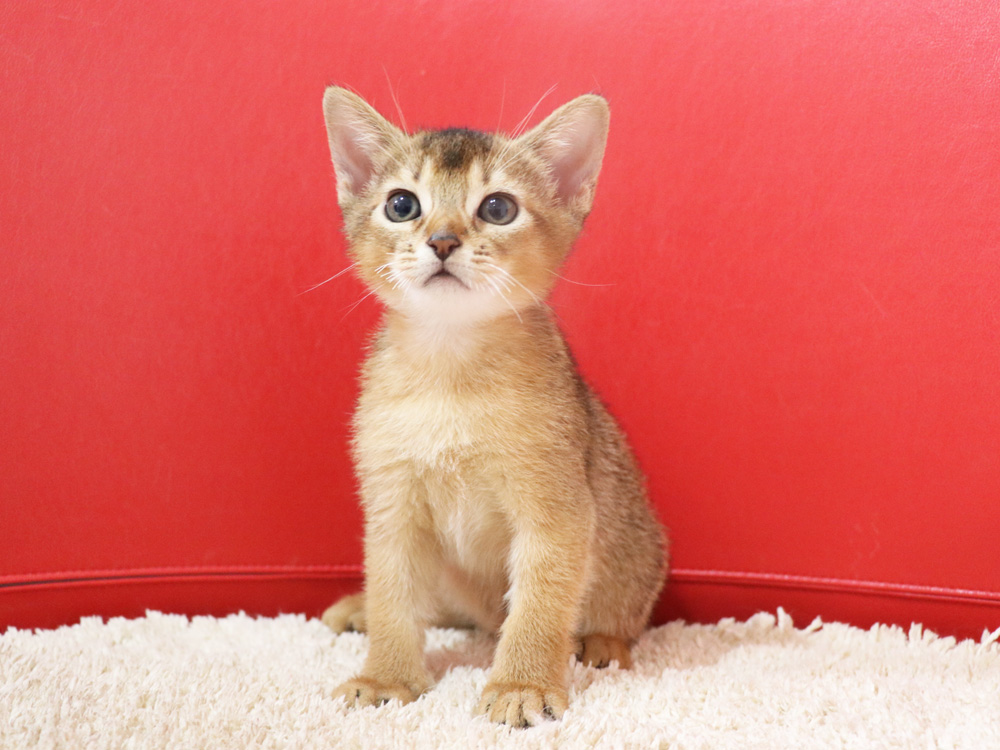 アビシニアンの子猫画像