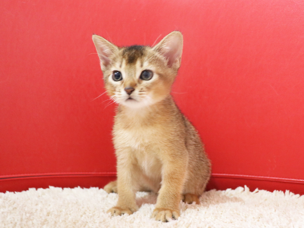 アビシニアンの子猫画像