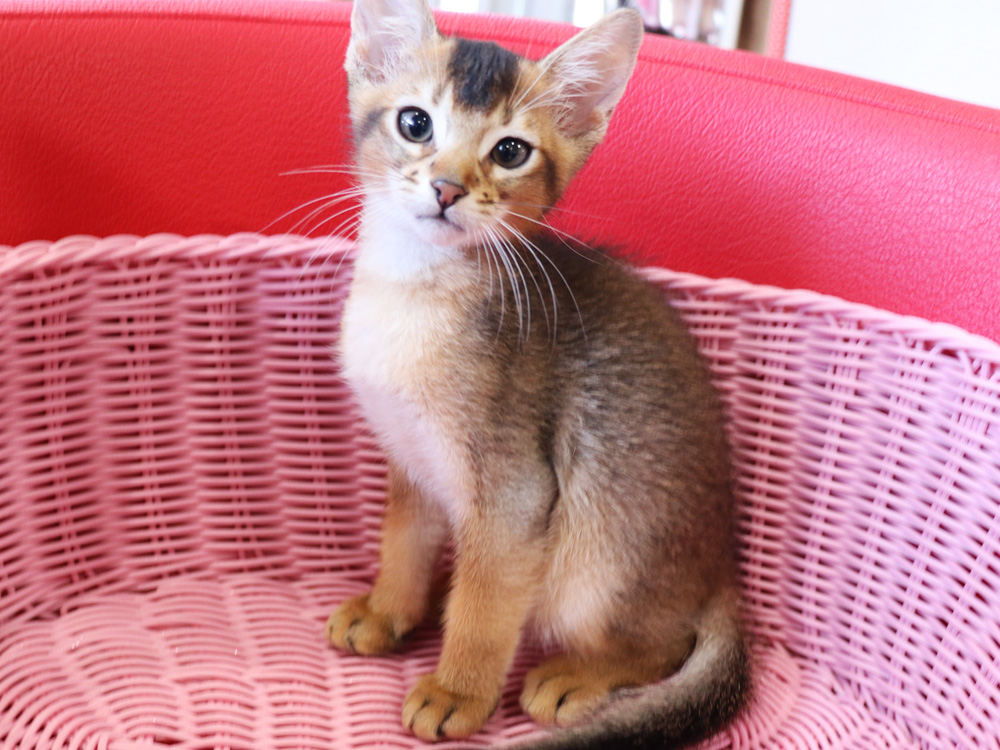 アビシニアンの子猫画像