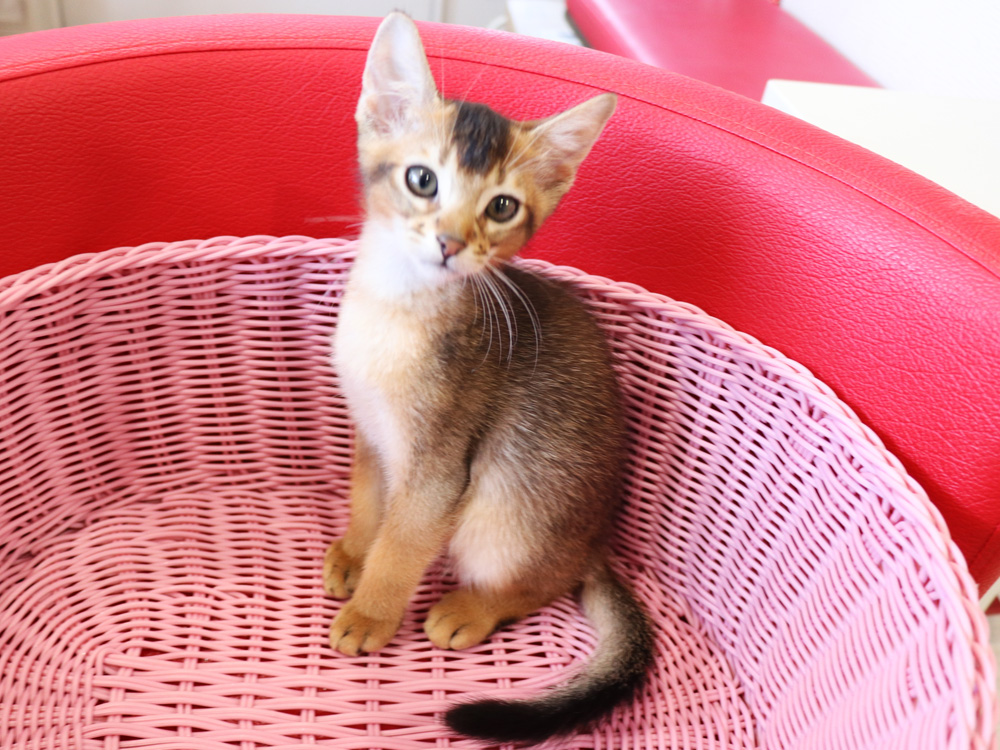 アビシニアンの子猫画像