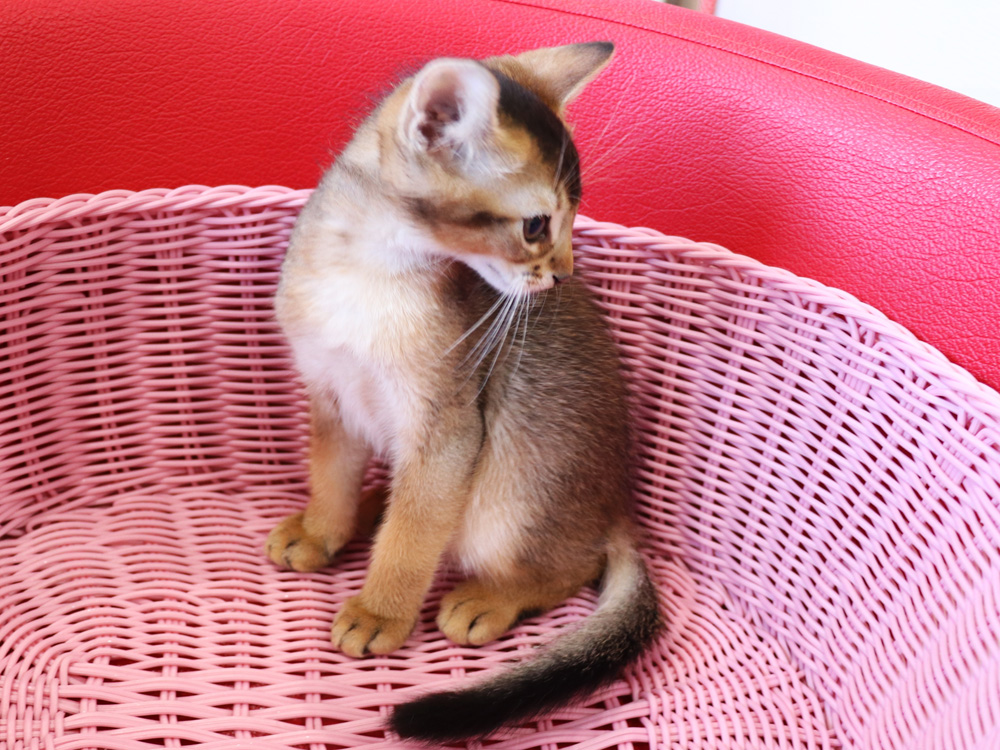アビシニアンの子猫画像