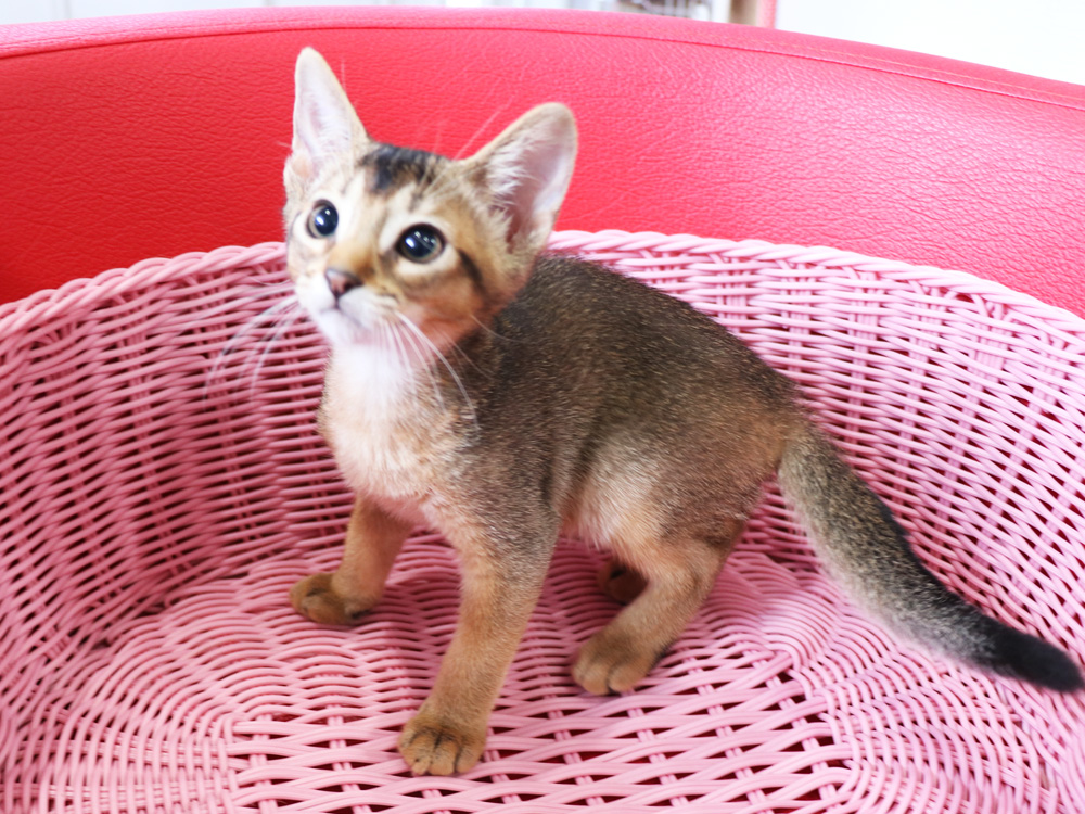 アビシニアンの子猫画像