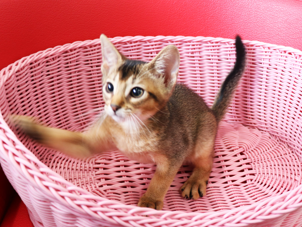 アビシニアンの子猫画像