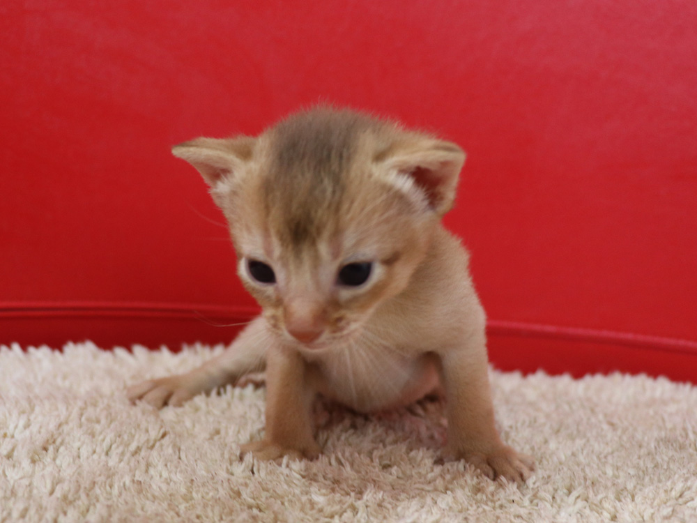 アビシニアンの子猫画像