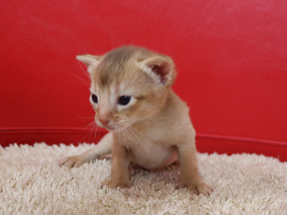 アビシニアンの子猫画像