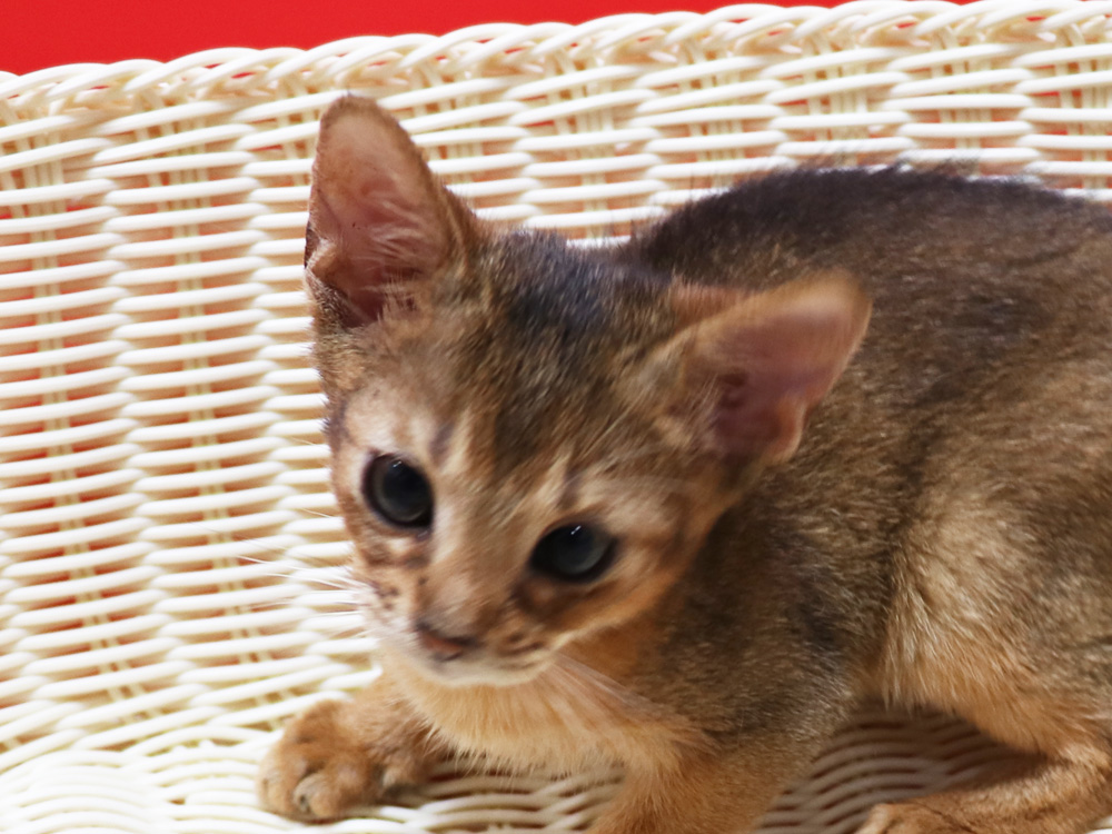 アビシニアンの子猫画像