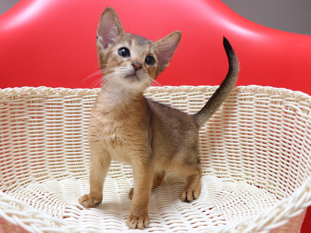 アビシニアンの子猫画像
