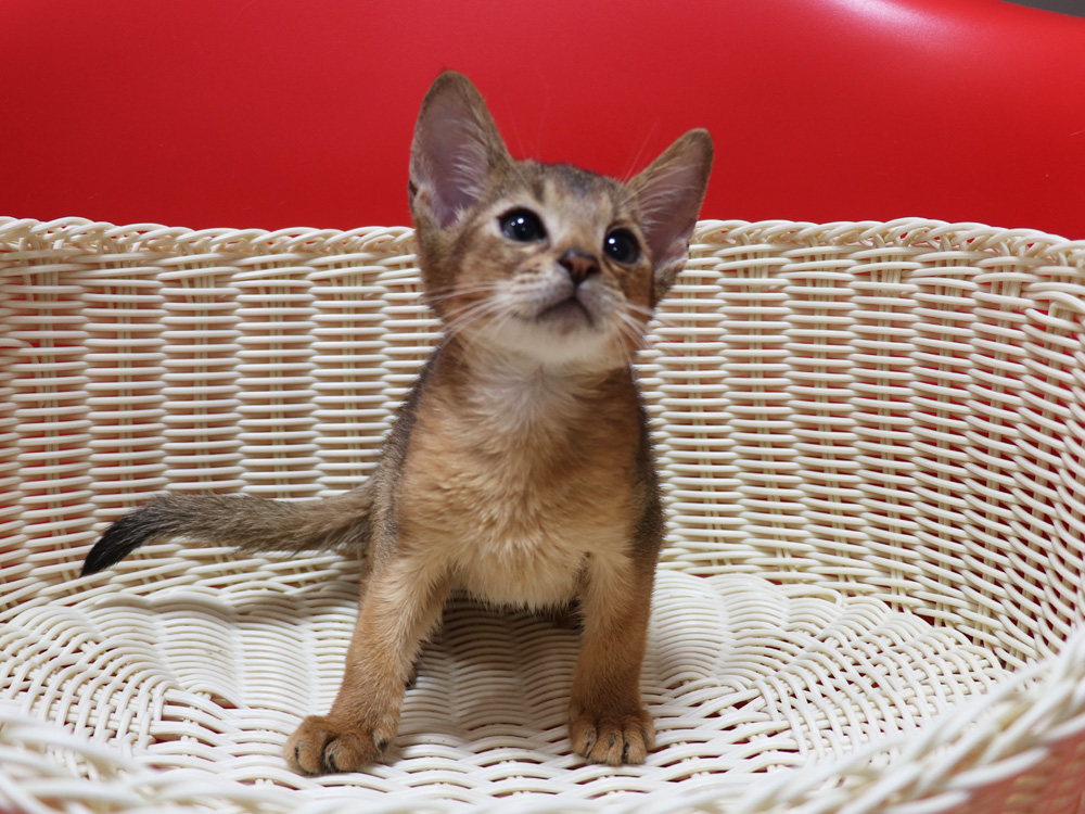 アビシニアンの子猫画像
