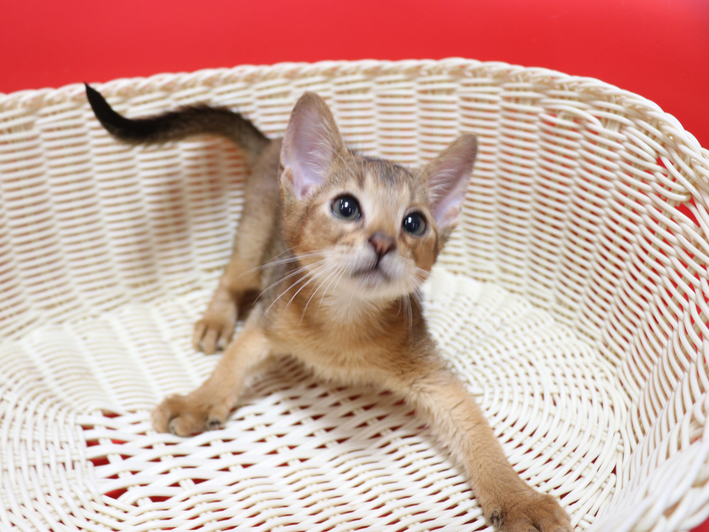 アビシニアンの子猫画像