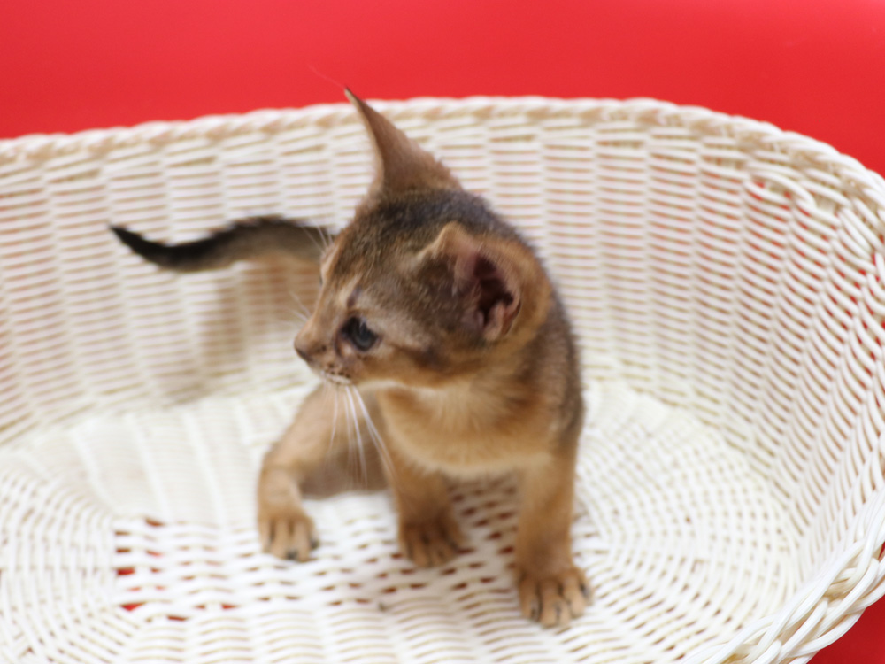 アビシニアンの子猫画像