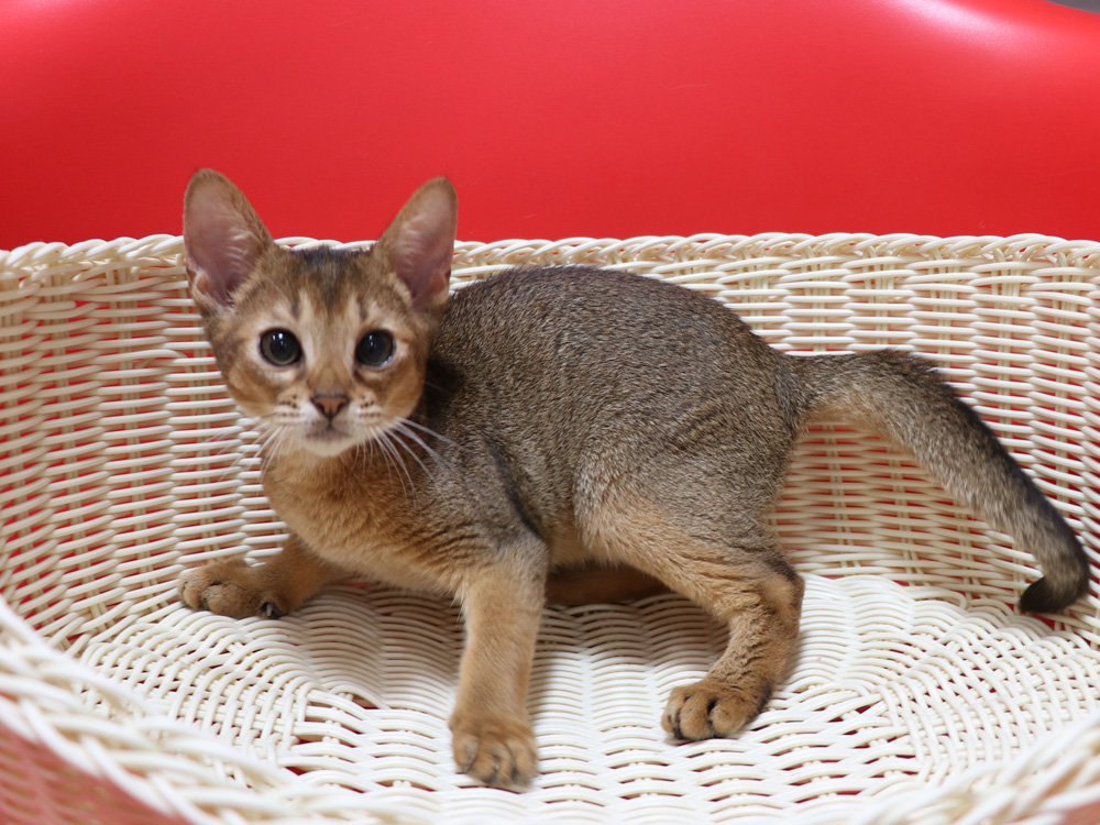 アビシニアンの子猫画像